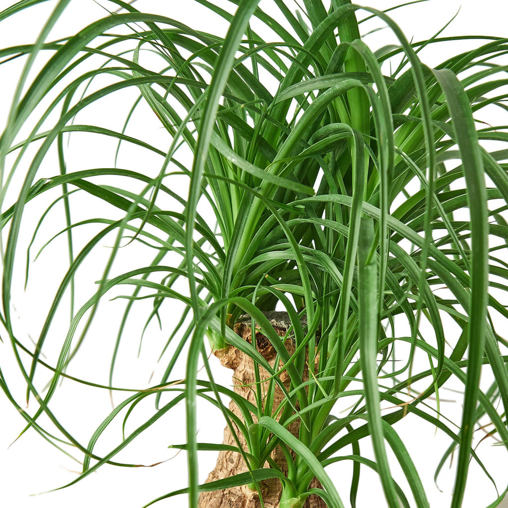 6 inch Ponytail Palm