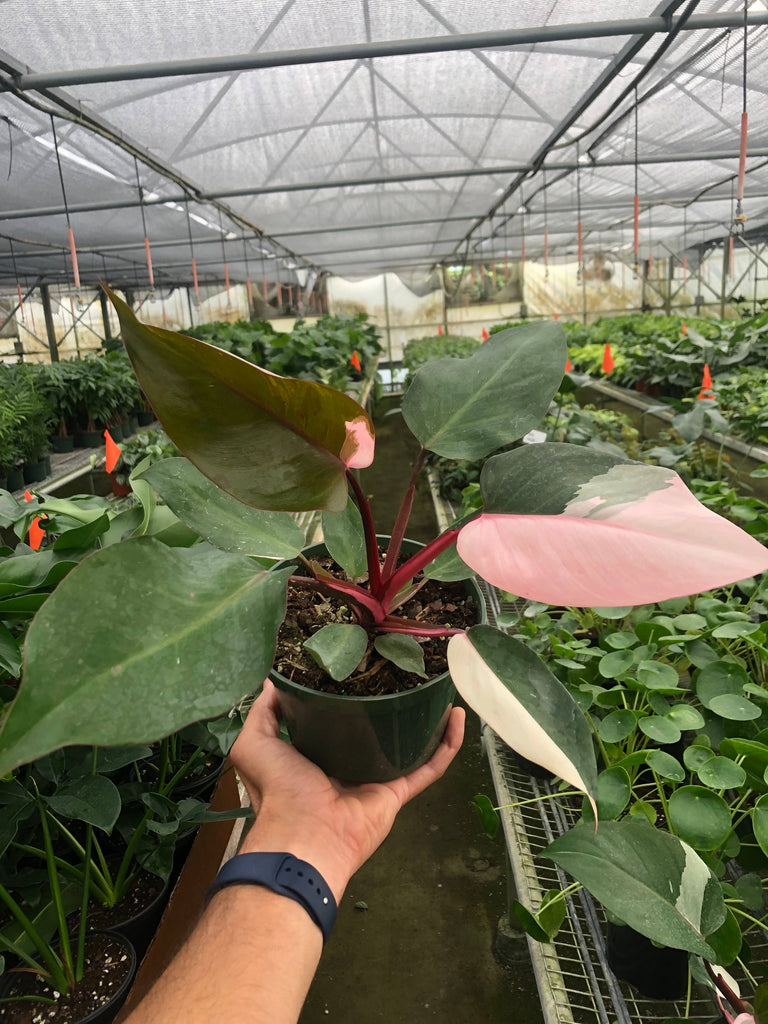PInk Princess - Philodendron I