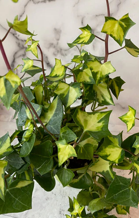 Collection page banner